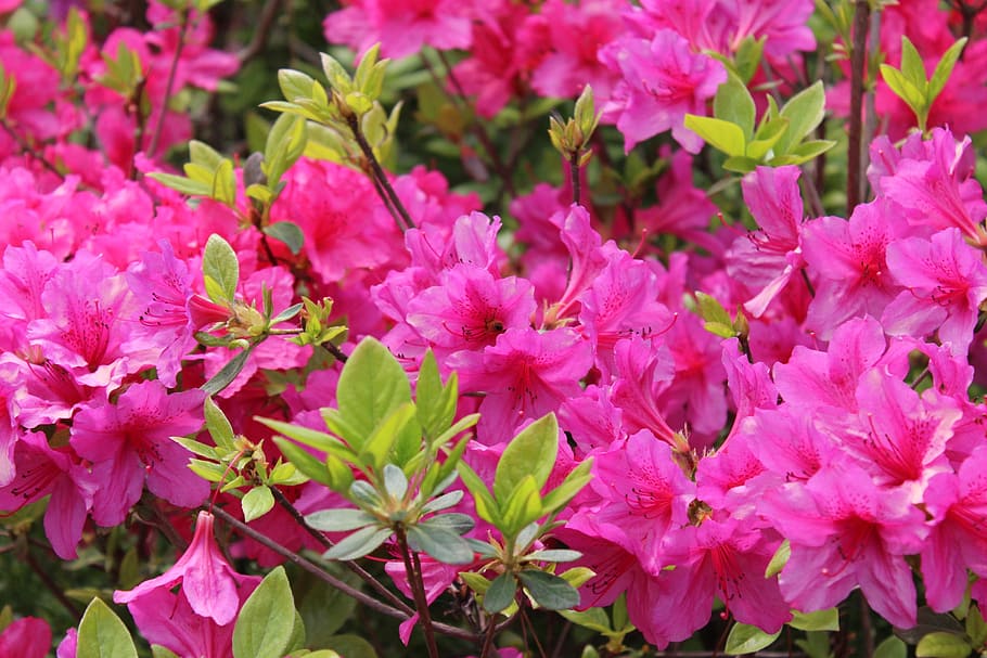 Karadeniz’in zarafeti Açelya (Rhododendron)... Canlı pembe tonlarıyla bahçeye neşe katan zamansız bir güzellik. 